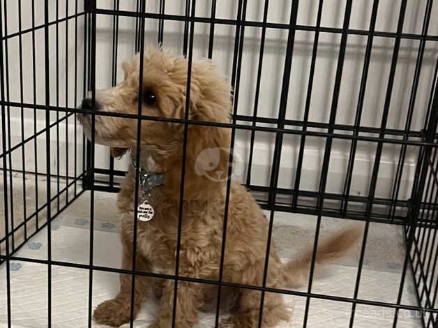 F1B cockapoo for sale in Tadley, Oxfordshire - Image 3