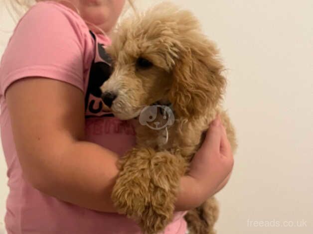 F1B cockapoo for sale in Tadley, Oxfordshire - Image 4