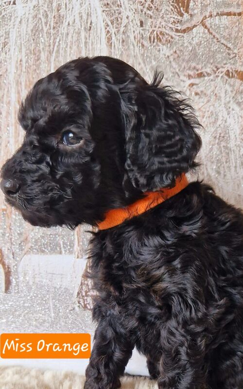 F1b Cockapoo puppies for sale in Doncaster, South Yorkshire