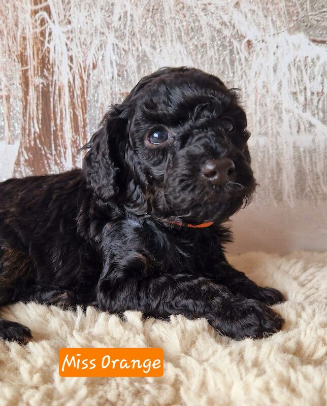 F1b Cockapoo puppies for sale in Doncaster, South Yorkshire - Image 3