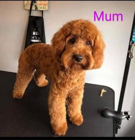 F1B COCKAPOO puppies for sale in Farsley, West Yorkshire
