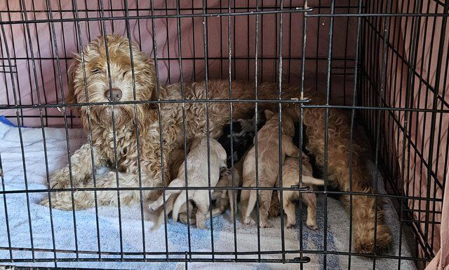 F1b Cockapoo puppies for sale in New Marske, North Yorkshire - Image 2