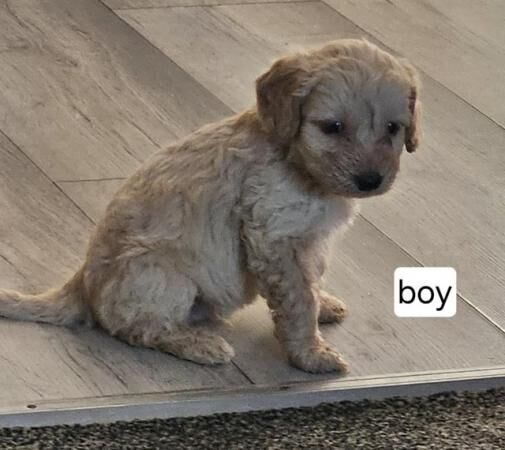 F1b Cockapoo puppies for sale in New Marske, North Yorkshire - Image 5