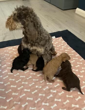 F1b cockapoo puppies from show type cockers. Health tested for sale in Abergele, Conwy
