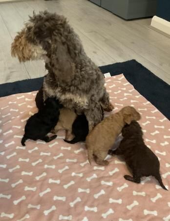 F1b cockapoo puppies from show type cockers. Health tested for sale in Abergele, Conwy - Image 1