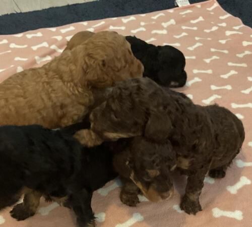 F1b cockapoo puppies from show type cockers. Health tested for sale in Abergele, Conwy - Image 2