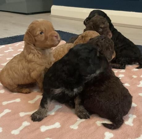 F1b cockapoo puppies from show type cockers. Health tested for sale in Abergele, Conwy - Image 3