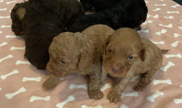 F1b cockapoo puppies from show type cockers. Health tested for sale in Abergele, Conwy - Image 4