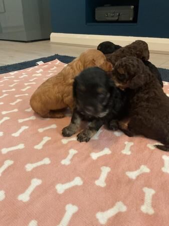 F1b cockapoo puppies from show type cockers. Health tested for sale in Abergele, Conwy - Image 5