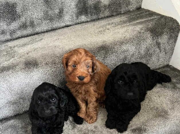 F1b Cockapoo puppies for sale in Ashford, Surrey