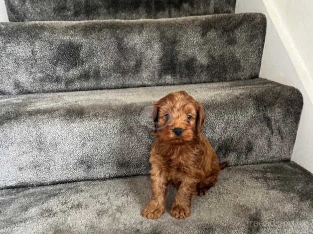 F1b Cockapoo puppies for sale in Ashford, Surrey - Image 2