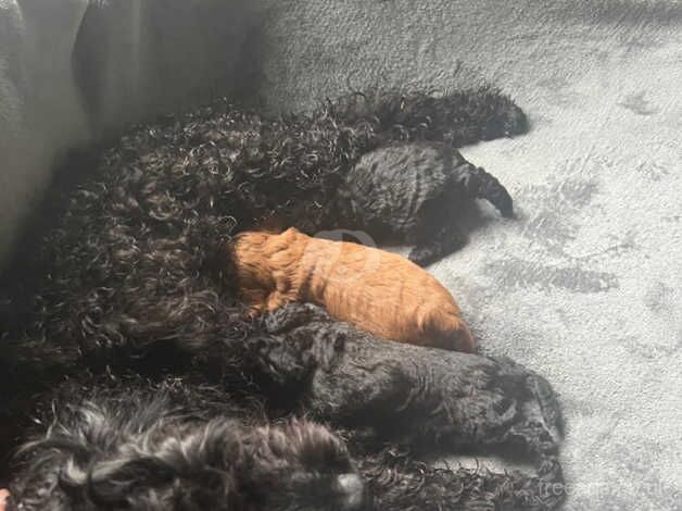 F1b Cockapoo puppies for sale in Ashford, Surrey - Image 3