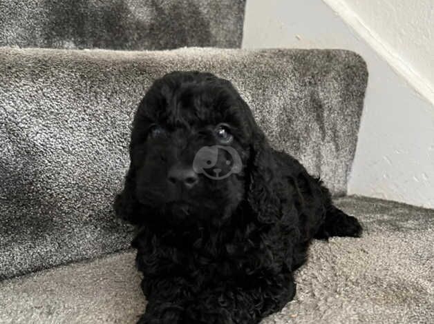 F1b Cockapoo puppies for sale in Ashford, Surrey - Image 4