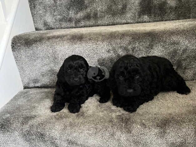 F1b Cockapoo puppies for sale in Ashford, Surrey - Image 5