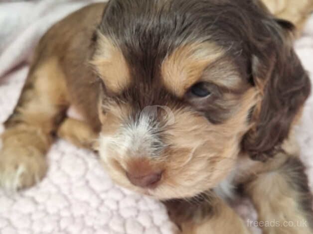 F1b Cockapoo Puppies for sale in Aylesbury, Buckinghamshire