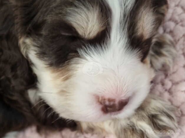 Cockapoo Puppies for sale in Buckinghamshire