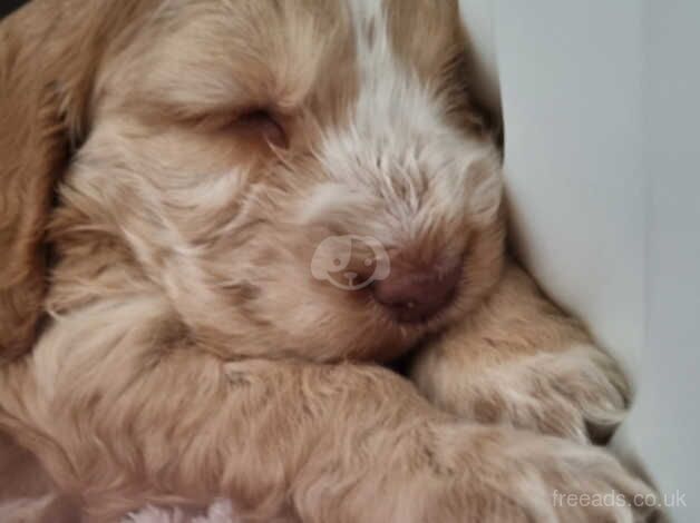 Cockapoo Puppies for sale