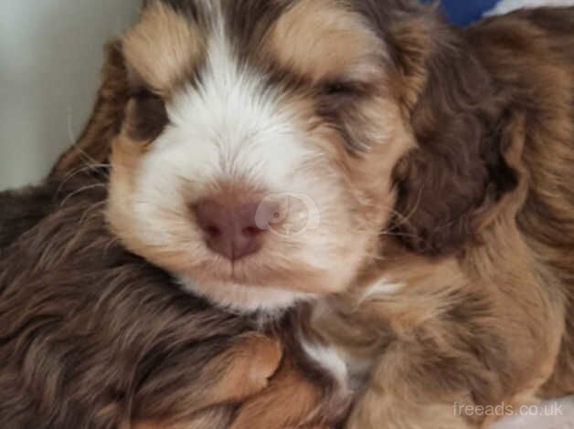 F1b Cockapoo Puppies for sale in Aylesbury, Buckinghamshire - Image 5