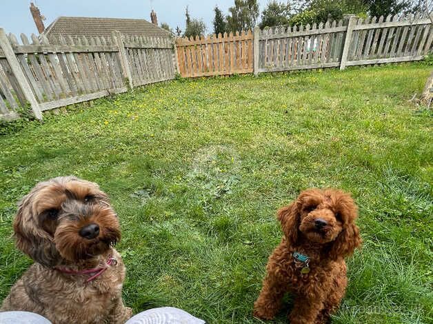 F1b cockapoo puppies for sale in Brandon, County Durham - Image 1