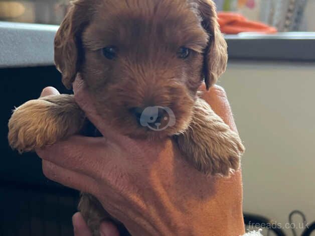 F1b cockapoo puppies for sale in Brandon, County Durham - Image 2