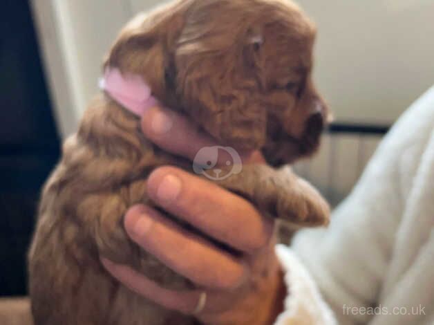 F1b cockapoo puppies for sale in Brandon, County Durham - Image 3