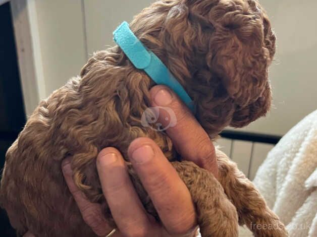 F1b cockapoo puppies for sale in Brandon, County Durham - Image 4