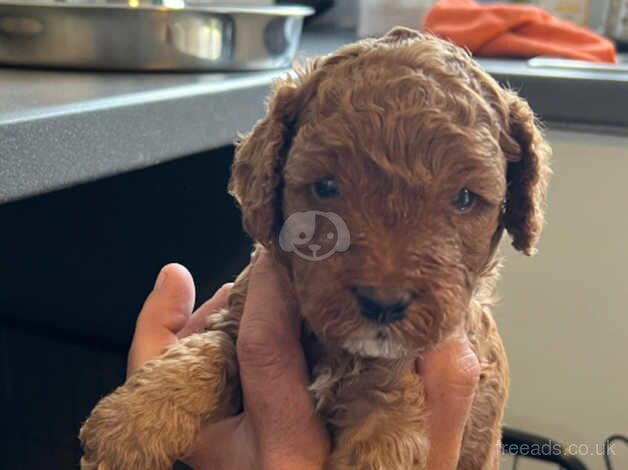 F1b cockapoo puppies for sale in Brandon, County Durham - Image 5