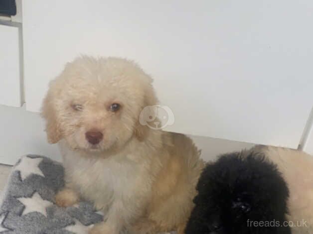 F1B Cockapoo Puppies for sale in Bromley, Bromley, Greater London - Image 1