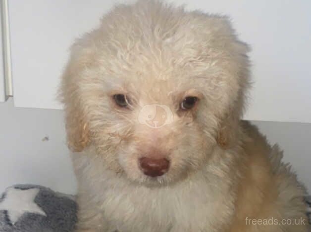 F1B Cockapoo Puppies for sale in Bromley, Bromley, Greater London - Image 3