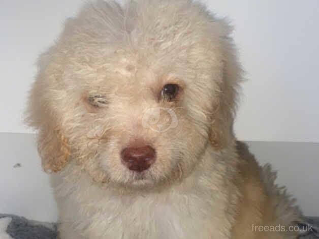 F1B Cockapoo Puppies for sale in Bromley, Bromley, Greater London - Image 4