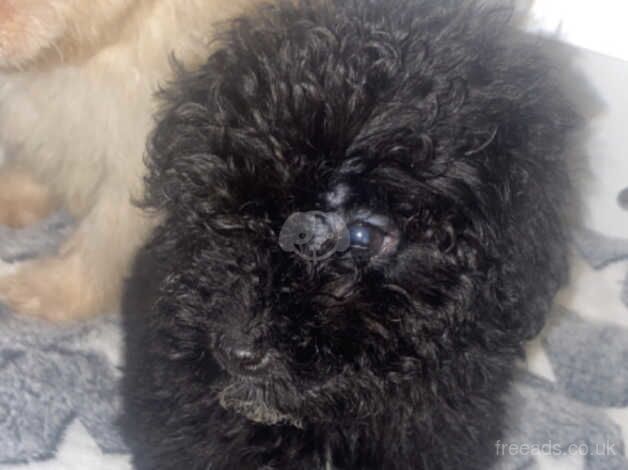 F1B Cockapoo Puppies for sale in Bromley, Bromley, Greater London - Image 5