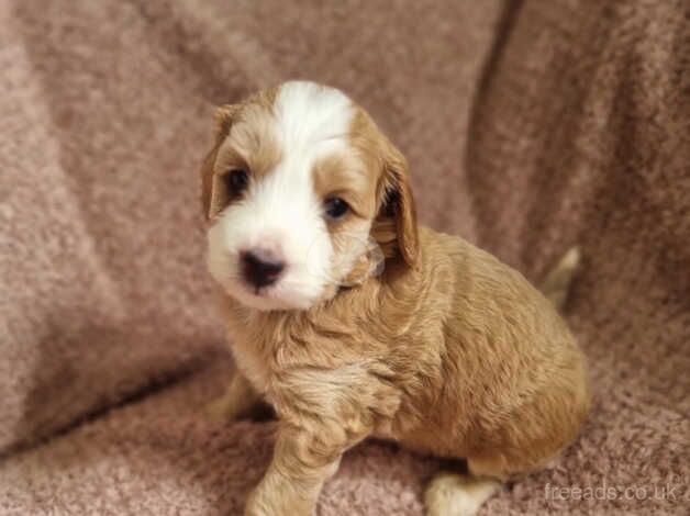 F1b cockapoo puppies for sale in Doncaster, South Yorkshire