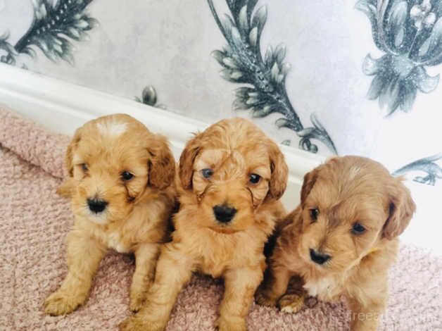 F1b cockapoo puppies for sale in Doncaster, South Yorkshire - Image 2