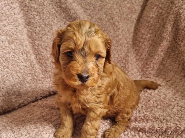 F1b cockapoo puppies for sale in Doncaster, South Yorkshire - Image 3