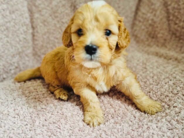 F1b cockapoo puppies for sale in Doncaster, South Yorkshire - Image 4