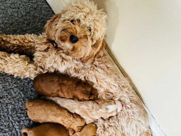 F1b cockapoo puppies for sale in Doncaster, South Yorkshire - Image 5