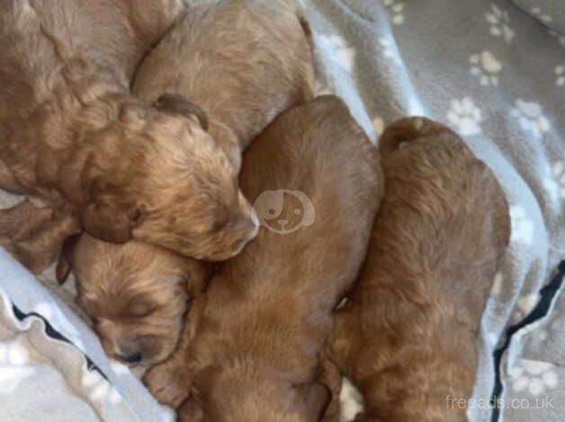 F1B cockapoo puppies for sale in Durham, County Durham - Image 1