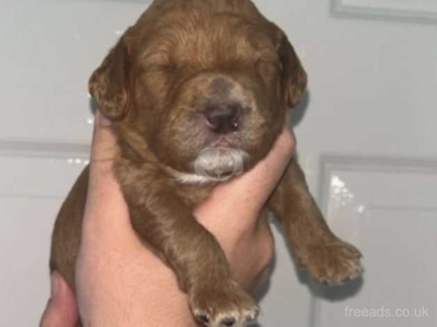 F1B cockapoo puppies for sale in Durham, County Durham - Image 3