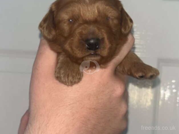 F1B cockapoo puppies for sale in Durham, County Durham - Image 4