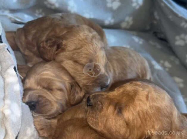 F1B cockapoo puppies for sale in Durham, County Durham - Image 5