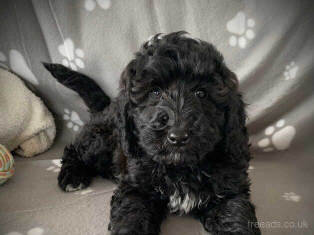 F1b Cockapoo puppies for sale in Kirkcudbright, Dumfries and Galloway - Image 1