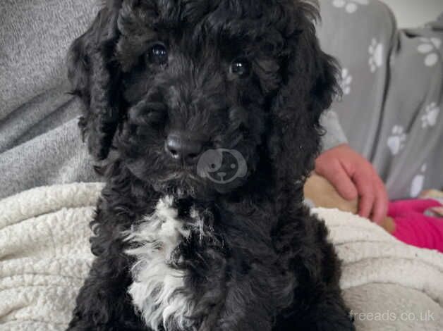 F1b Cockapoo puppies for sale in Kirkcudbright, Dumfries and Galloway - Image 2