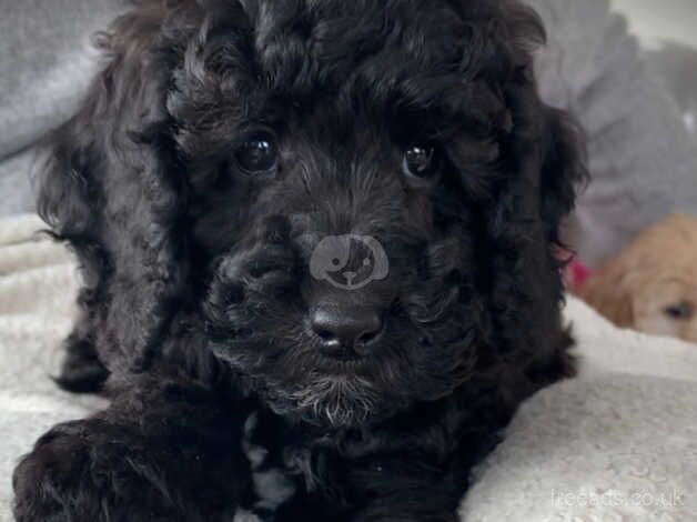 F1b Cockapoo puppies for sale in Kirkcudbright, Dumfries and Galloway - Image 3