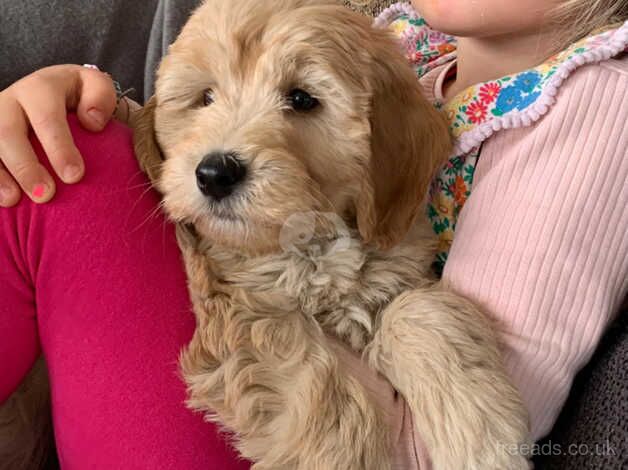 F1b Cockapoo puppies for sale in Kirkcudbright, Dumfries and Galloway - Image 4