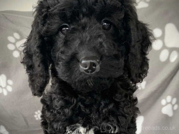 F1b Cockapoo puppies for sale in Kirkcudbright, Dumfries and Galloway - Image 5