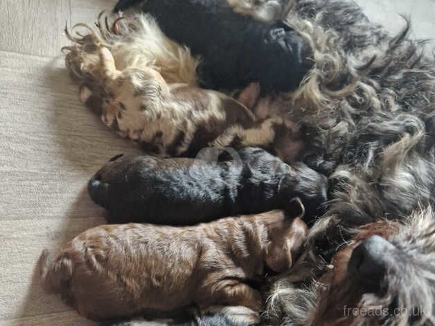 F1B cockapoo puppies for sale in Stockport, Greater Manchester