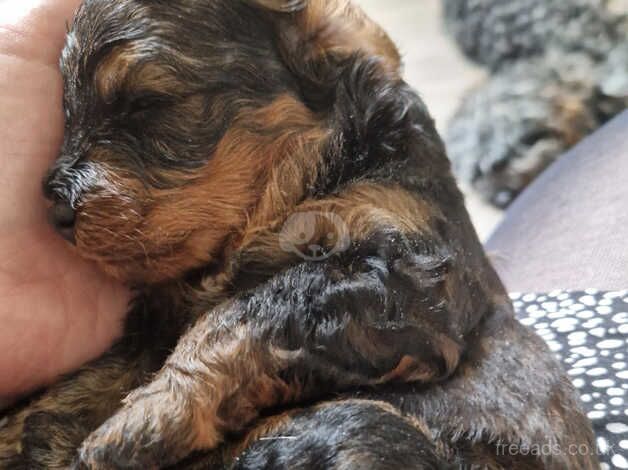 F1B cockapoo puppies for sale in Stockport, Greater Manchester - Image 2