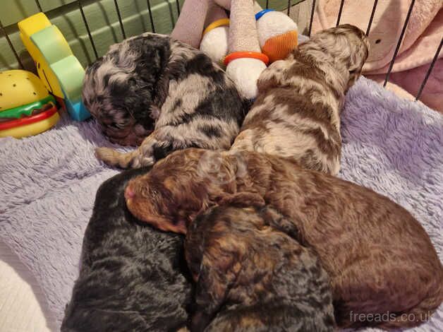 F1B cockapoo puppies for sale in Stockport, Greater Manchester - Image 4