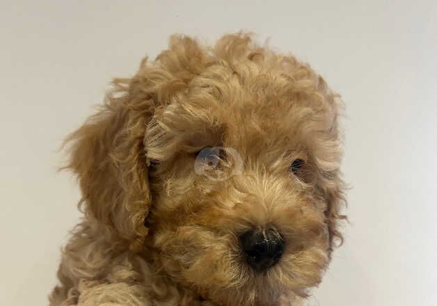 F1b Cockapoo puppies for sale in Thirsk, North Yorkshire