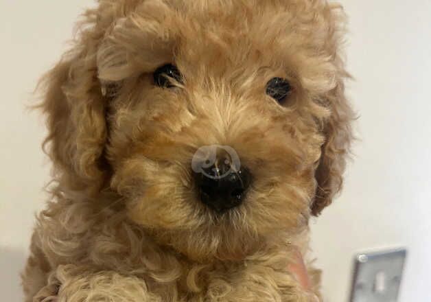 F1b Cockapoo puppies for sale in Thirsk, North Yorkshire - Image 2